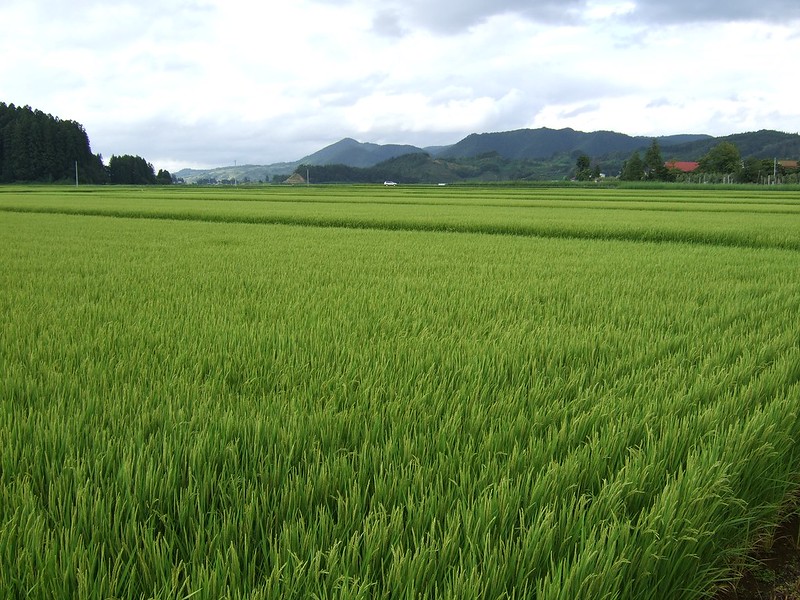 Akita rice field