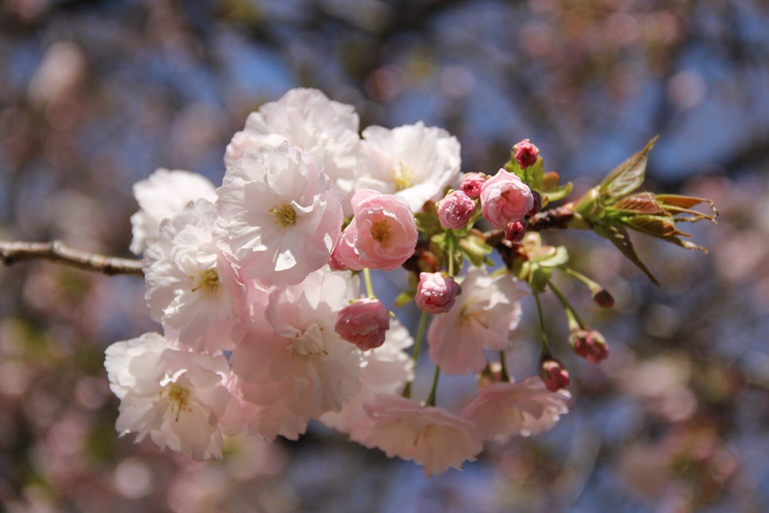 10 Late Blooming Cherry Blossom Spots In Tokyo 2023 