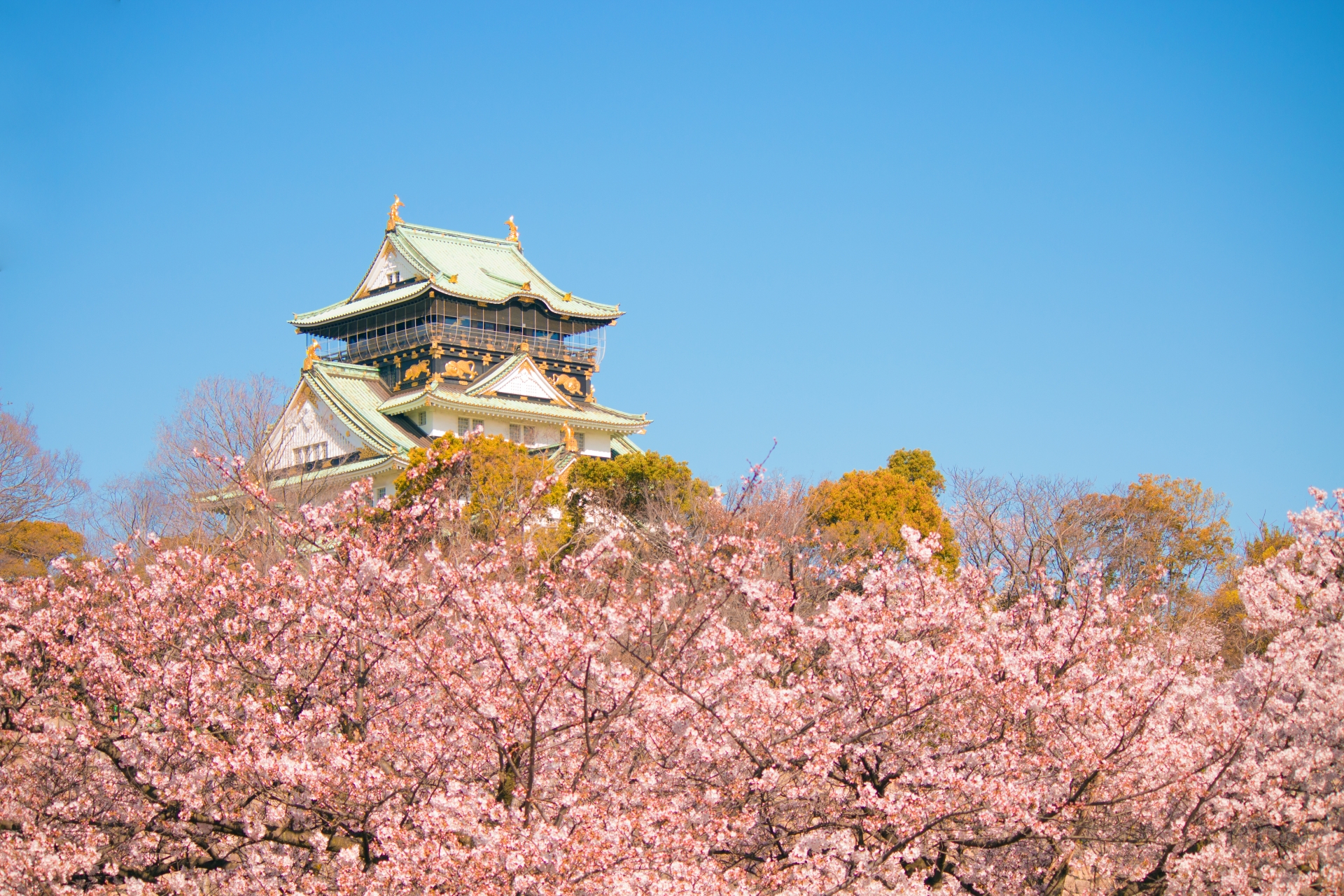Osaka castle cherry blossoms