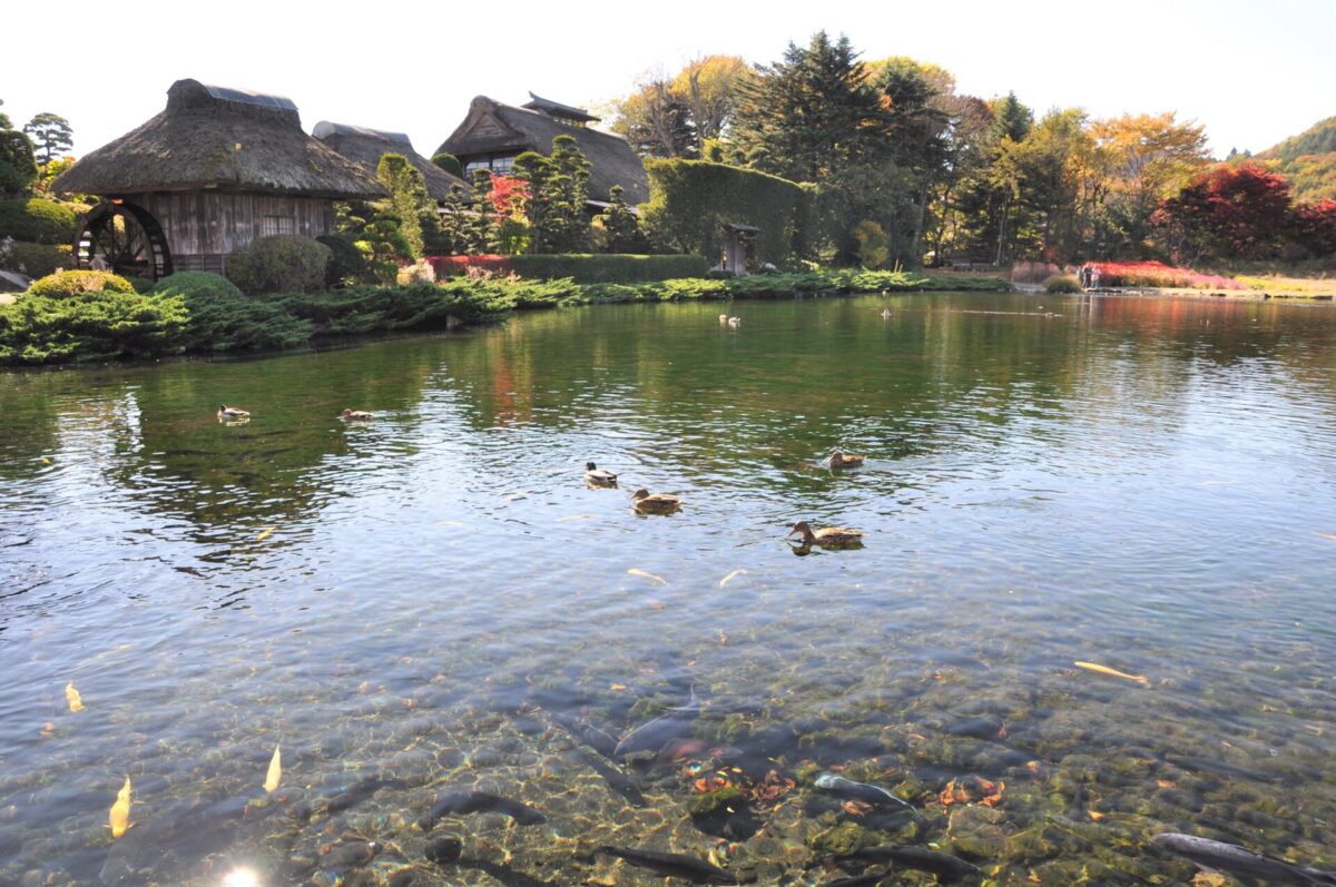 Japan Photo Journal: Baby ducks in Osaka Pref. ready to be shipped