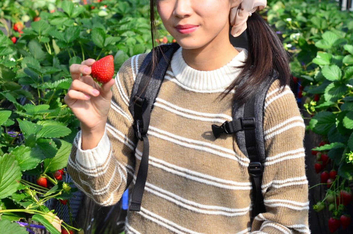 Strawberry picking