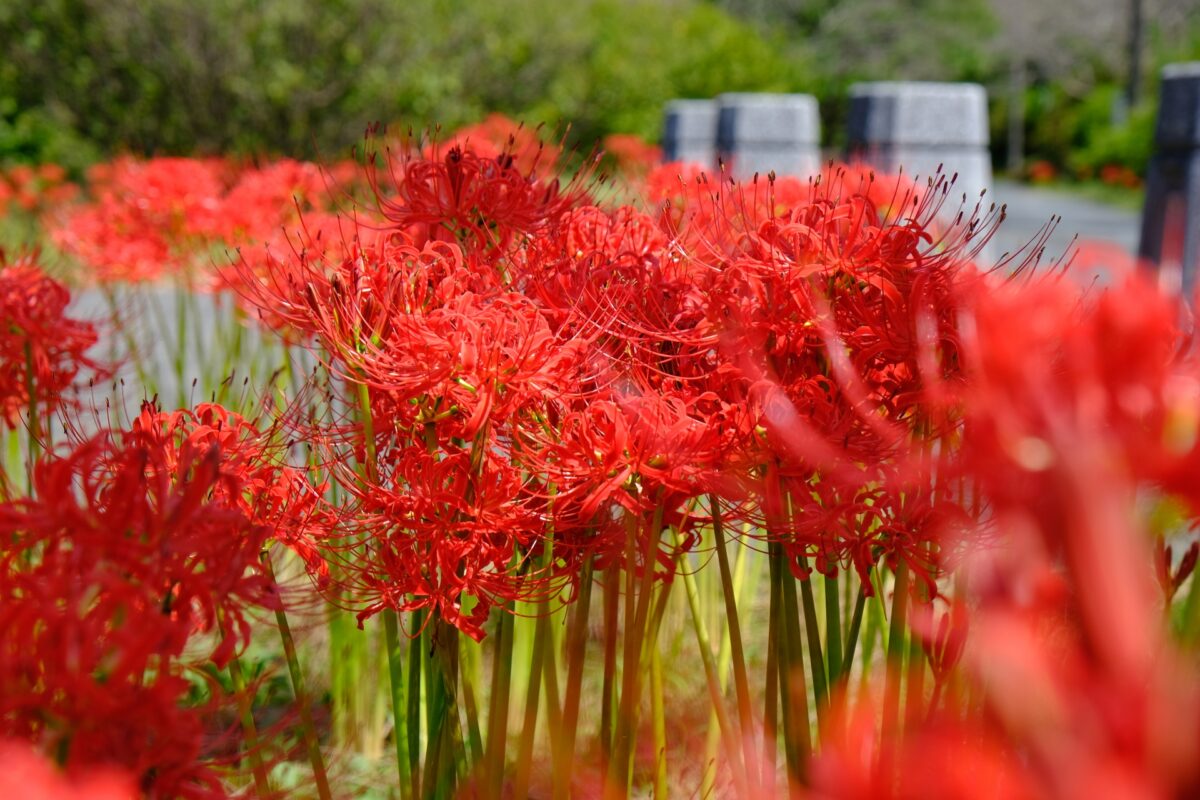 Cluster amaryllis