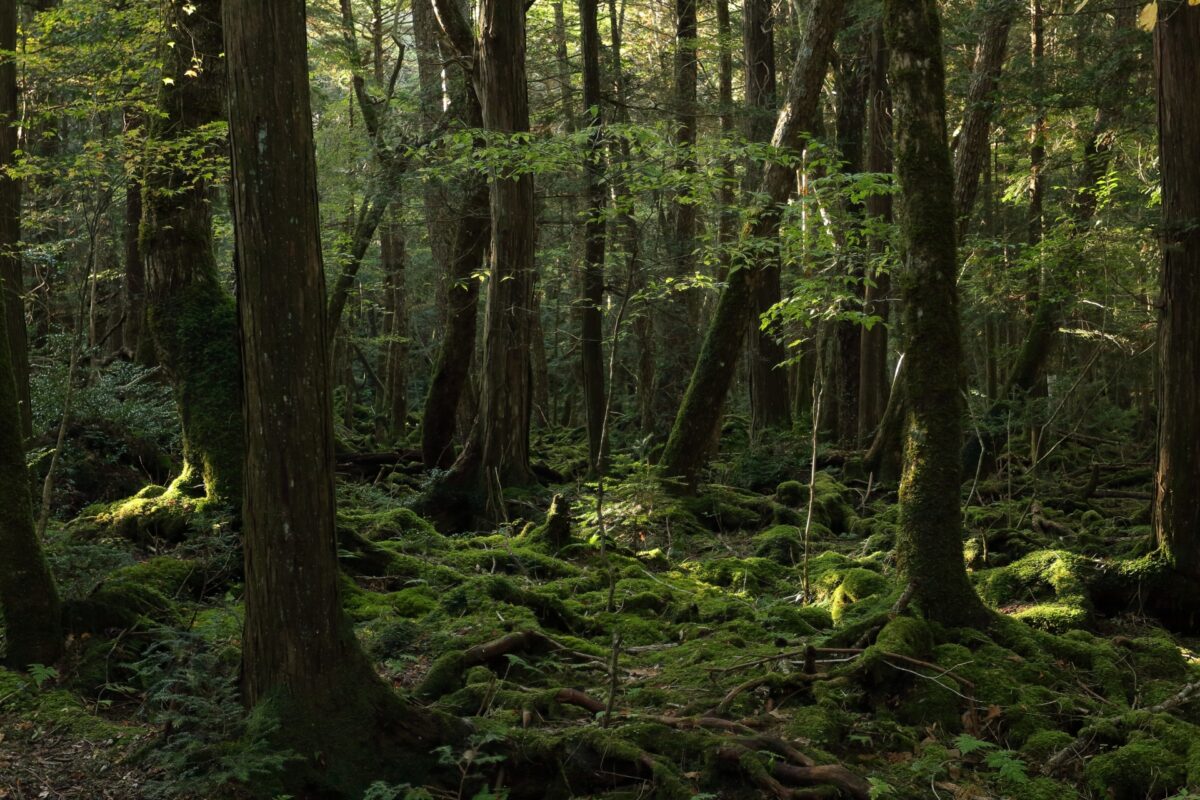 Aokigahara