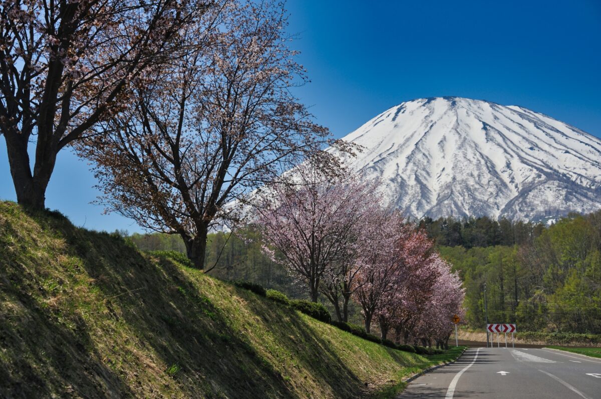 Cerisiers en fleurs du mont Yotei Hokkaido