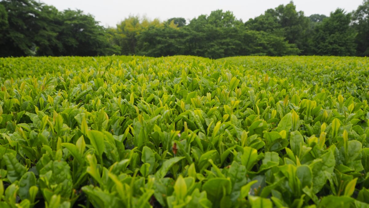 Tea Plantation