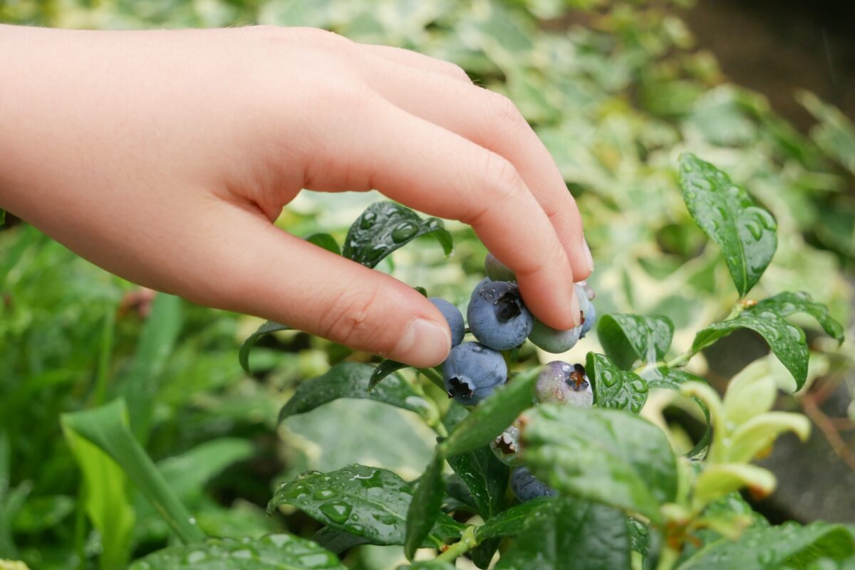 fruit picking