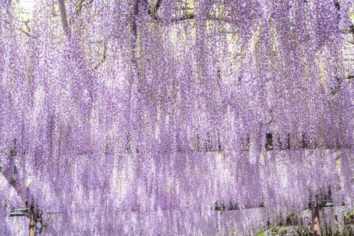 Wisteria