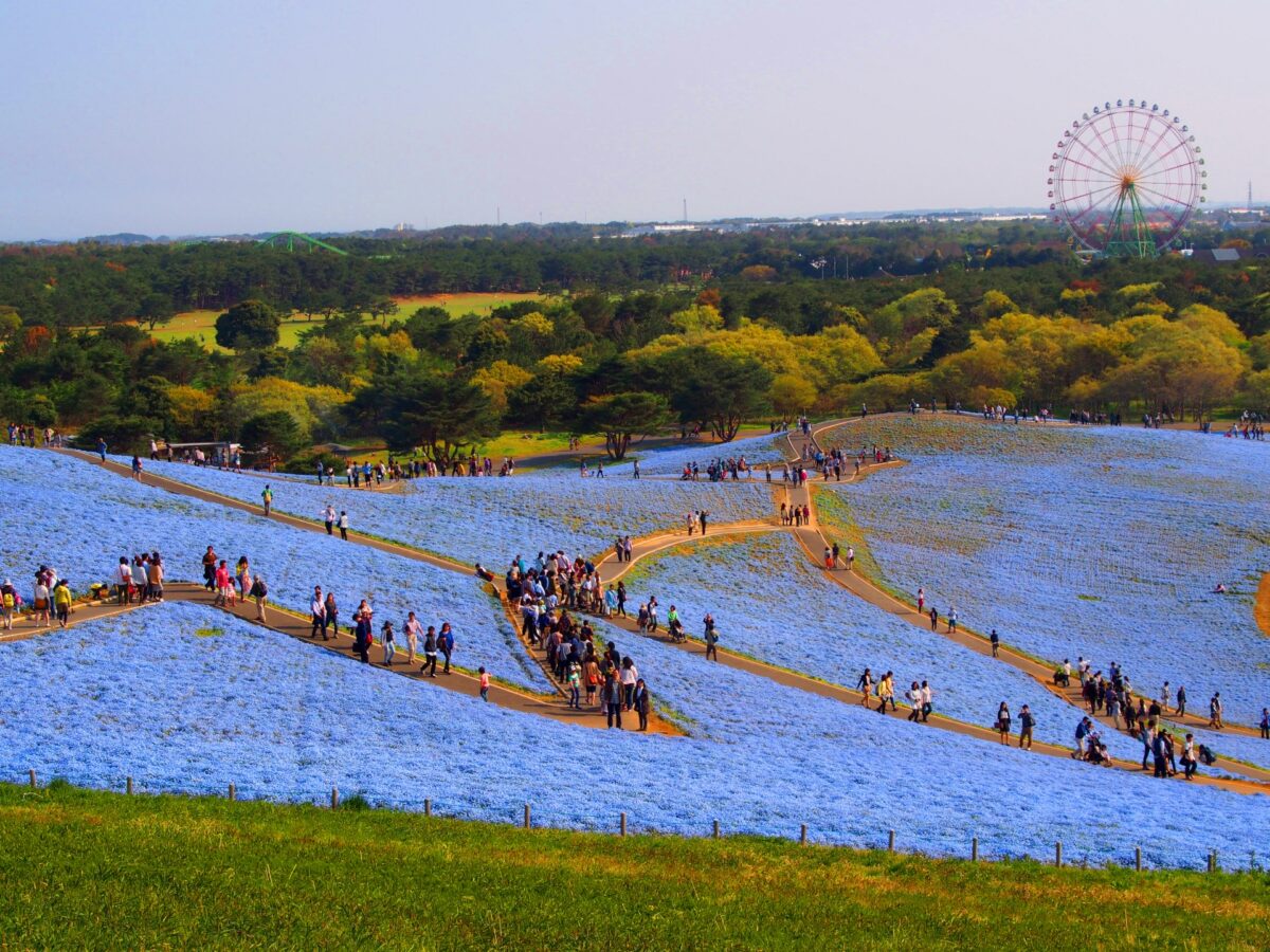 Nemophila at Hitachi Seaside Park