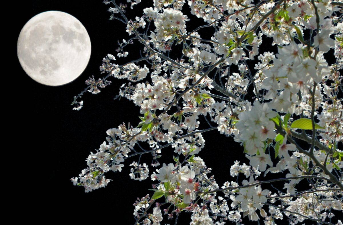 Sakura moon viewing