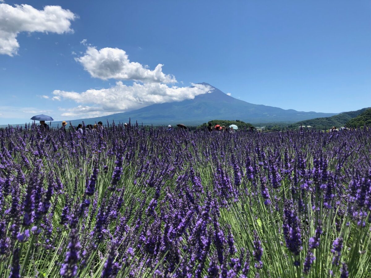 mt fuji day trip