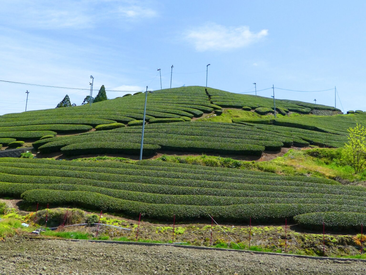 The Complete Guide to Matcha | Japan Wonder Travel Blog