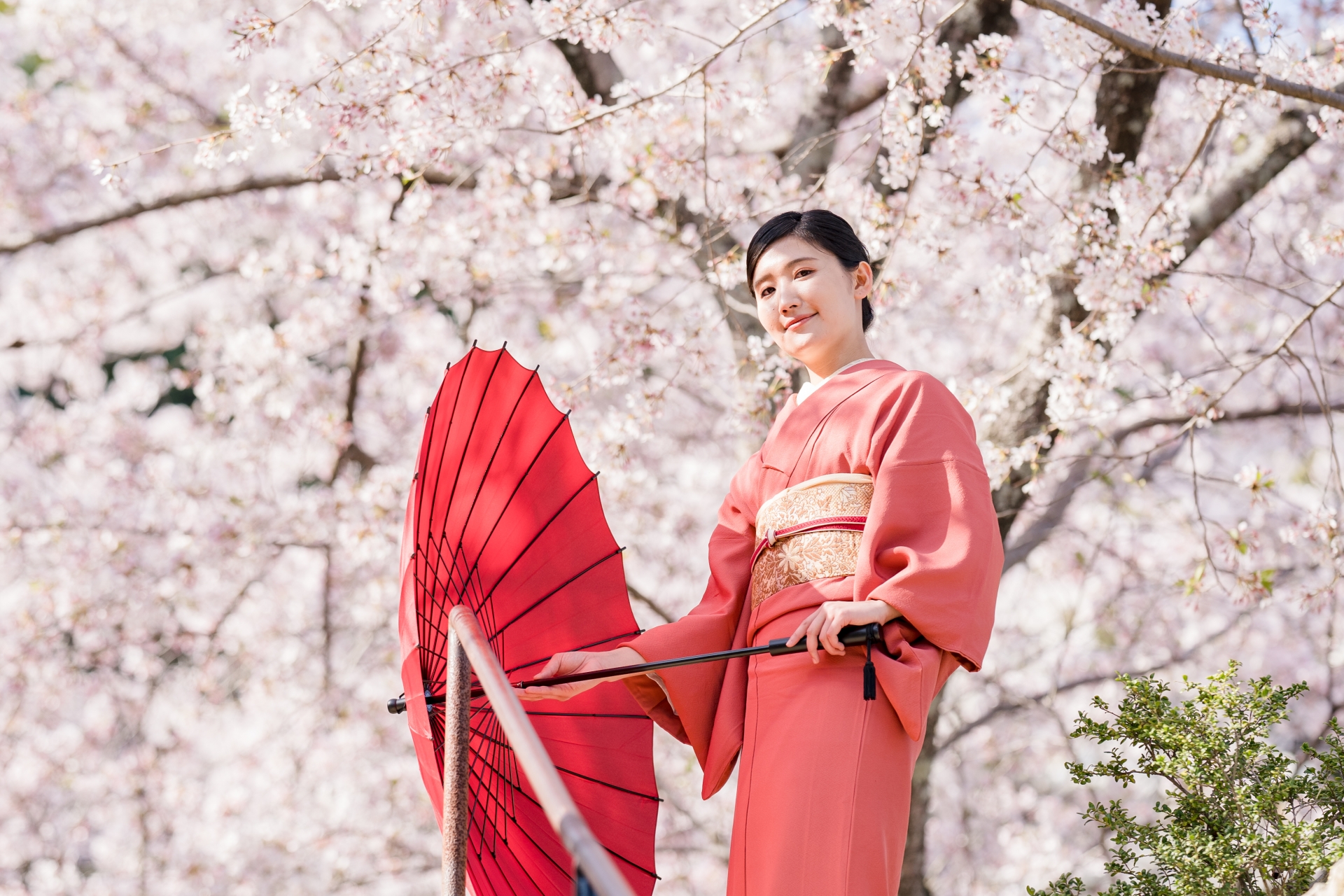 Dream World Sakura Umbrella