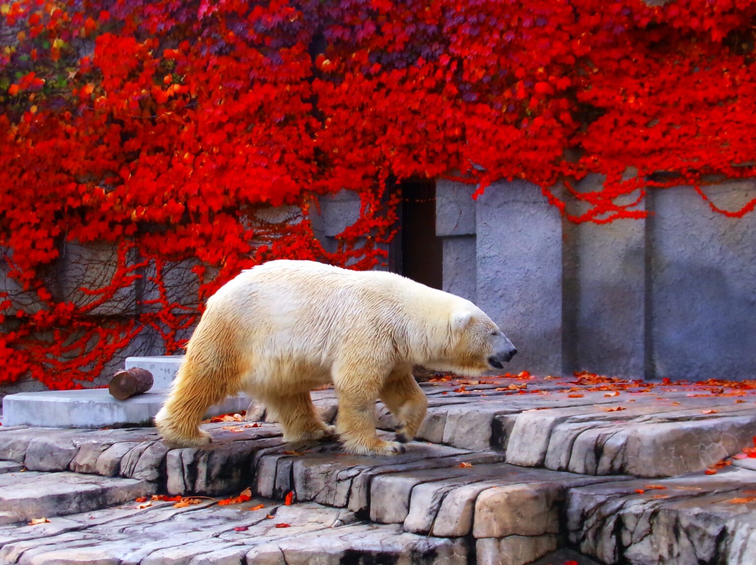 10 Best Zoos in Japan Japan Wonder Travel Blog