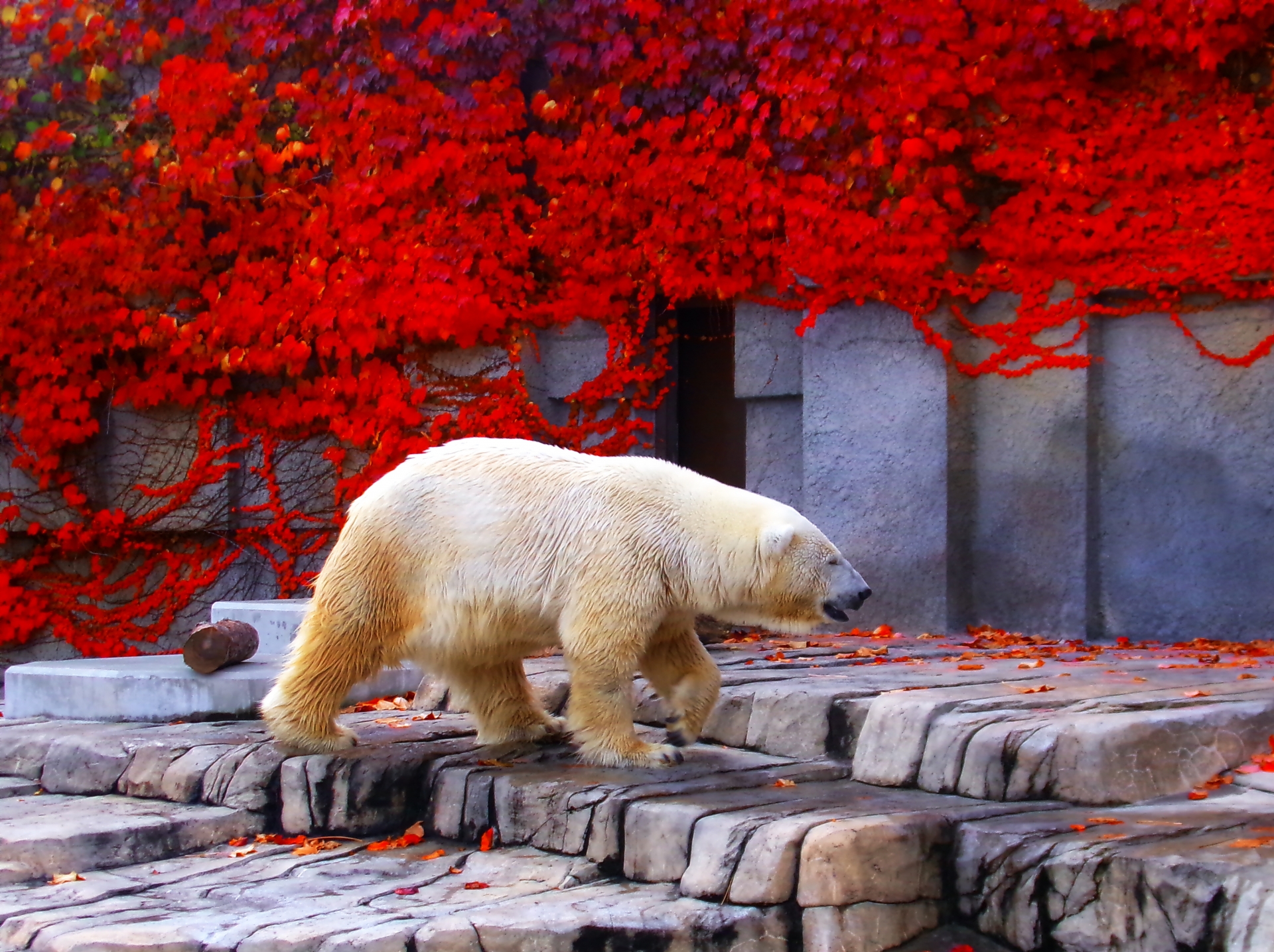 10 Best Zoos in Japan | Japan Wonder Travel Blog