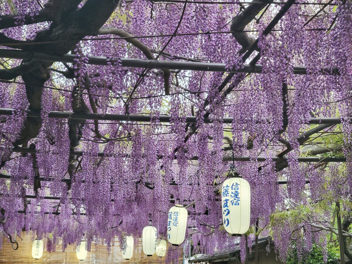 shindachijuku wisteria