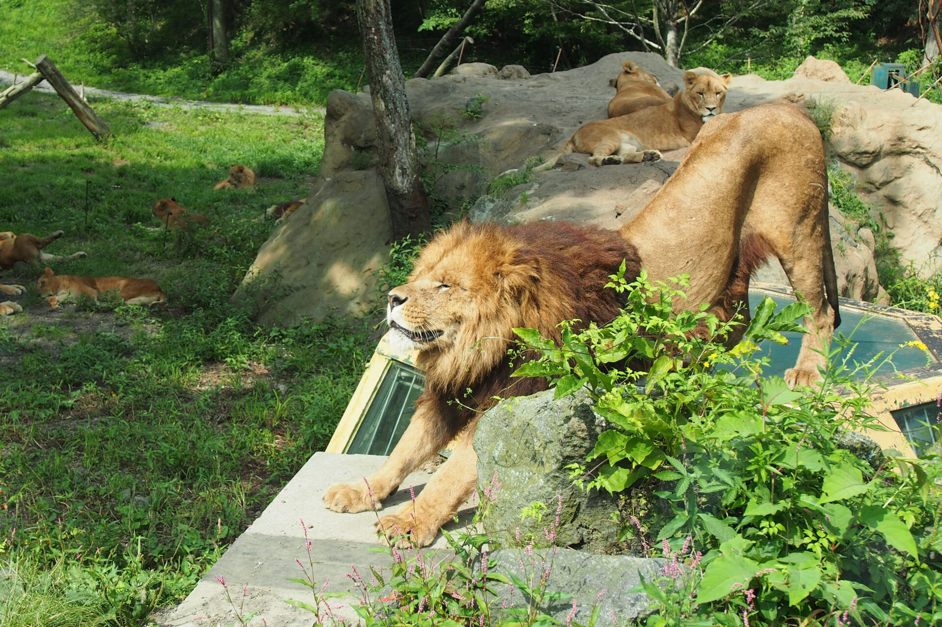 10 Best Zoos in Japan Japan Wonder Travel Blog