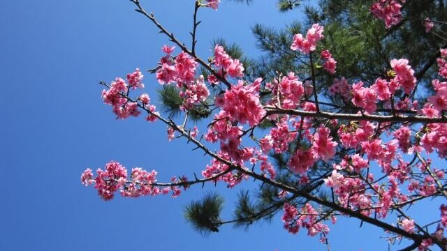 Sakura Shizuoka and Kanagawa